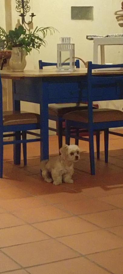 O Cantinho Local * Luso (Mealhada)